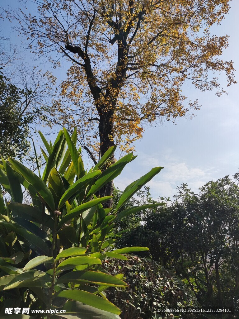 阳光下的树木与绿植