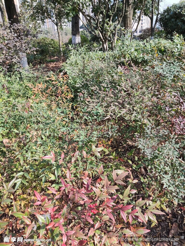 多彩灌木丛景观