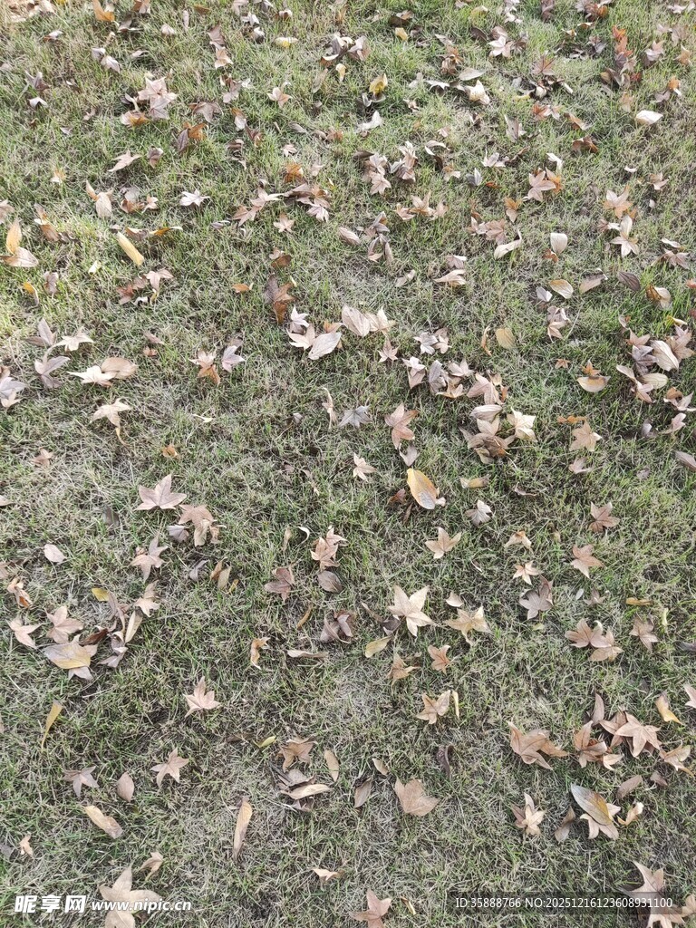 地面散落的枯黄落叶