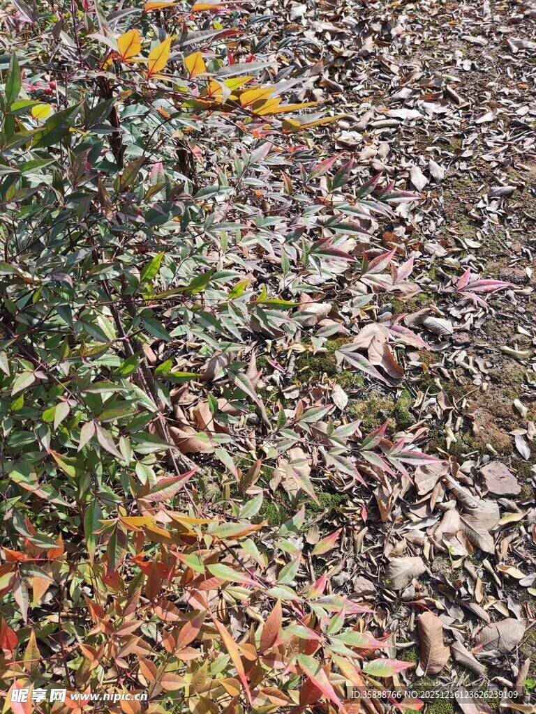 秋日落叶小径的自然景致