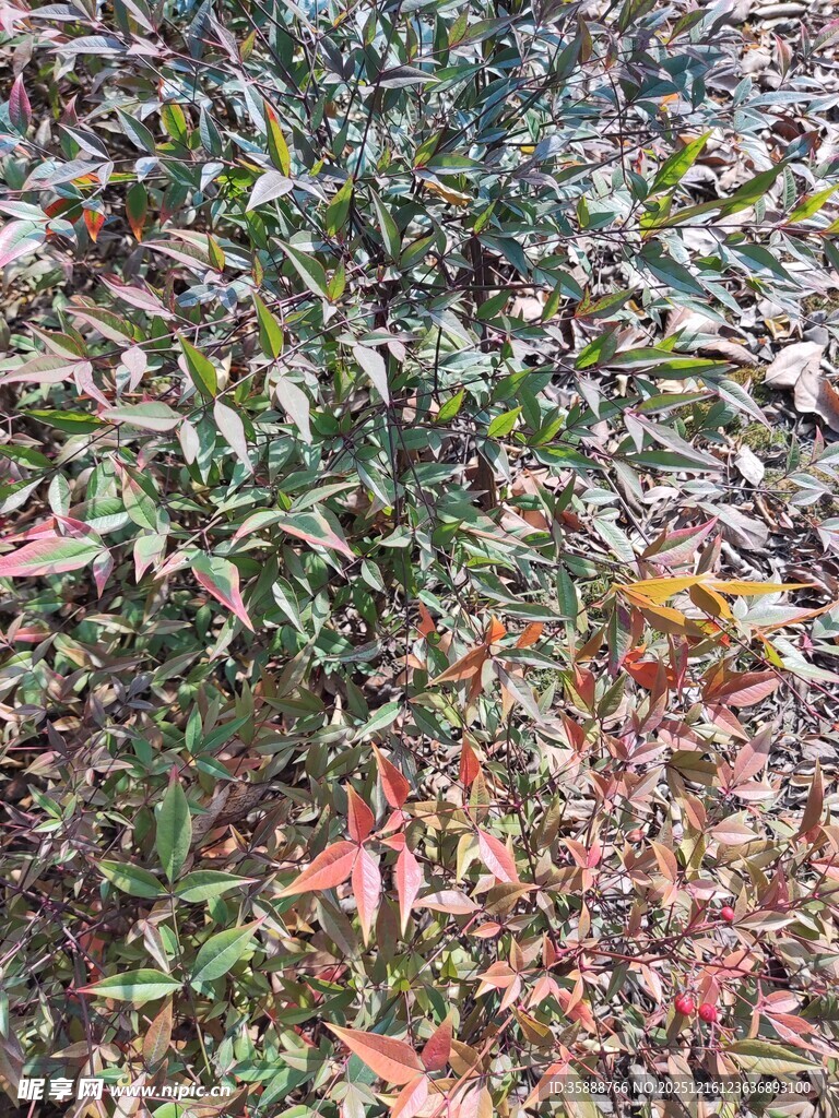 绿叶繁茂的植物景观