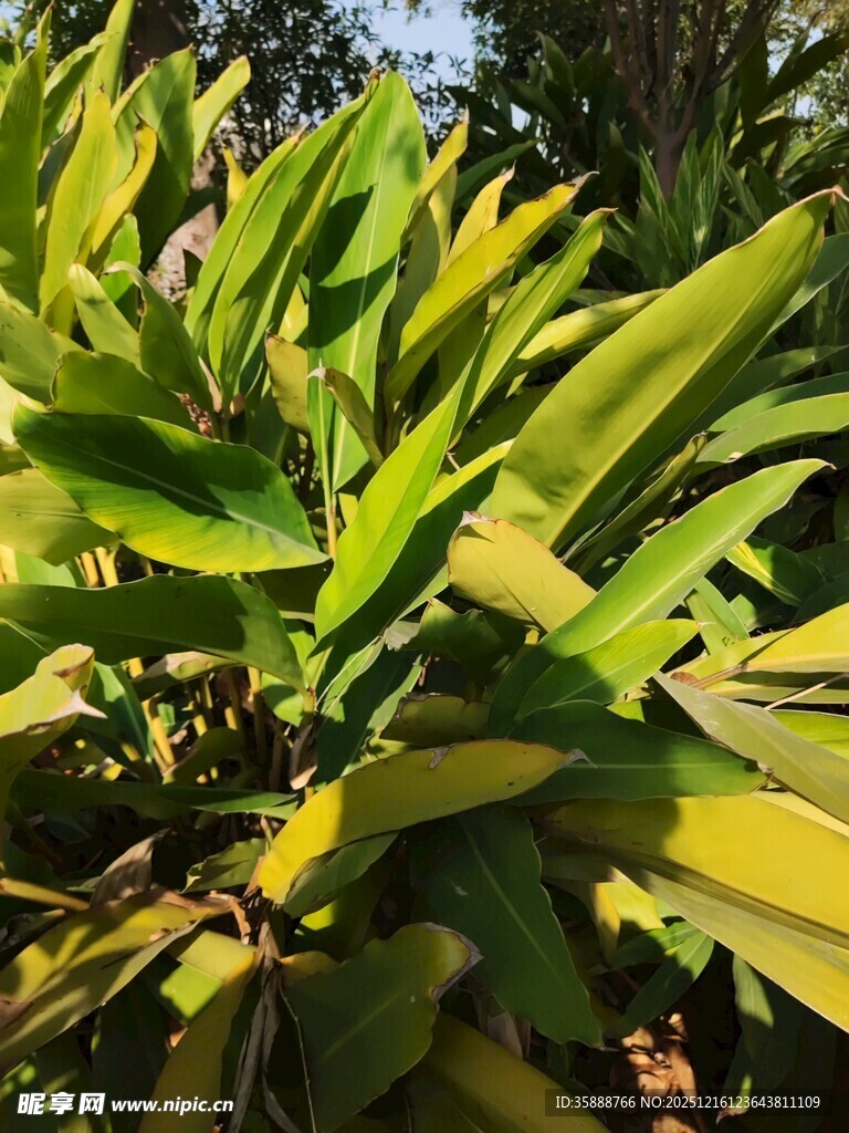 翠绿植物叶片特写