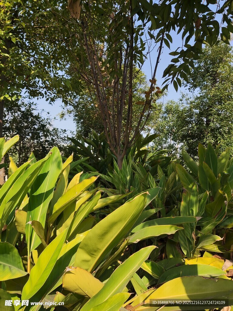 热带繁茂绿植景观