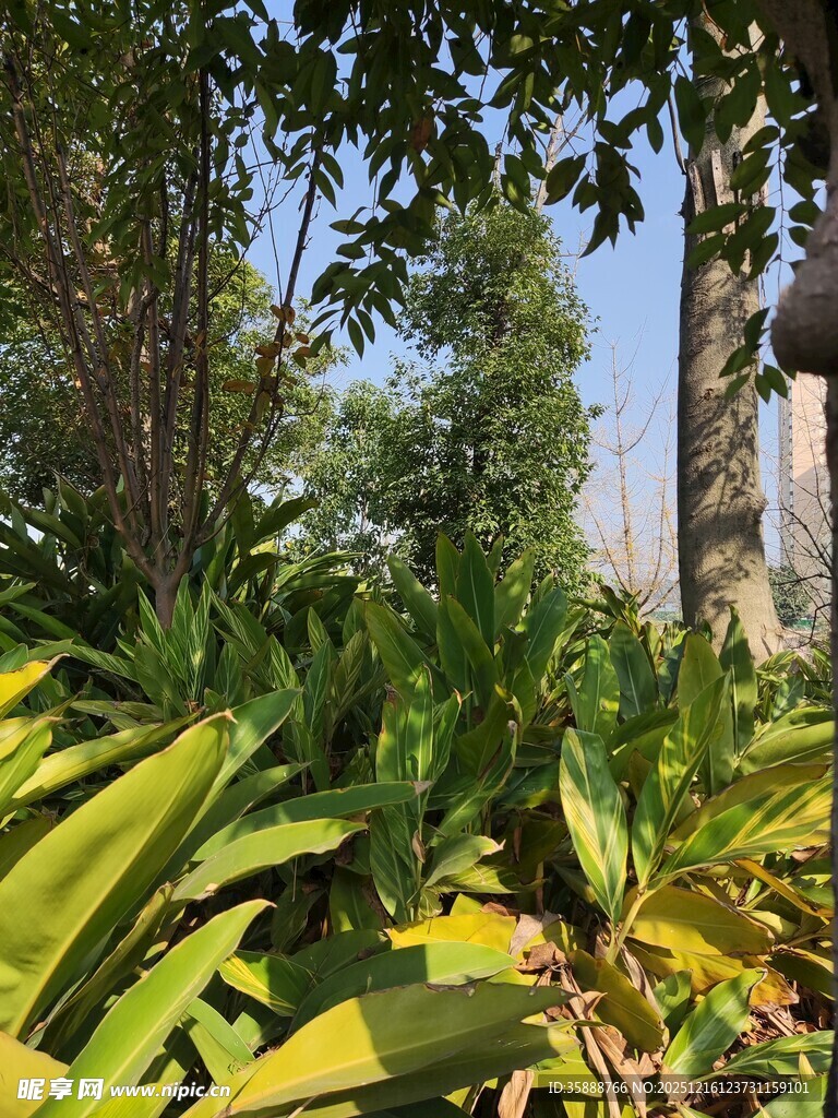 阳光照耀下的繁茂绿植