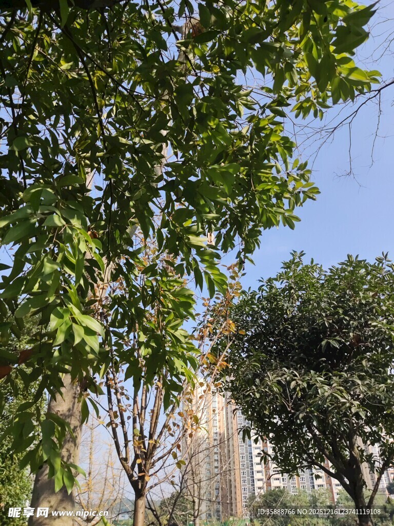 绿树掩映下的城市景致