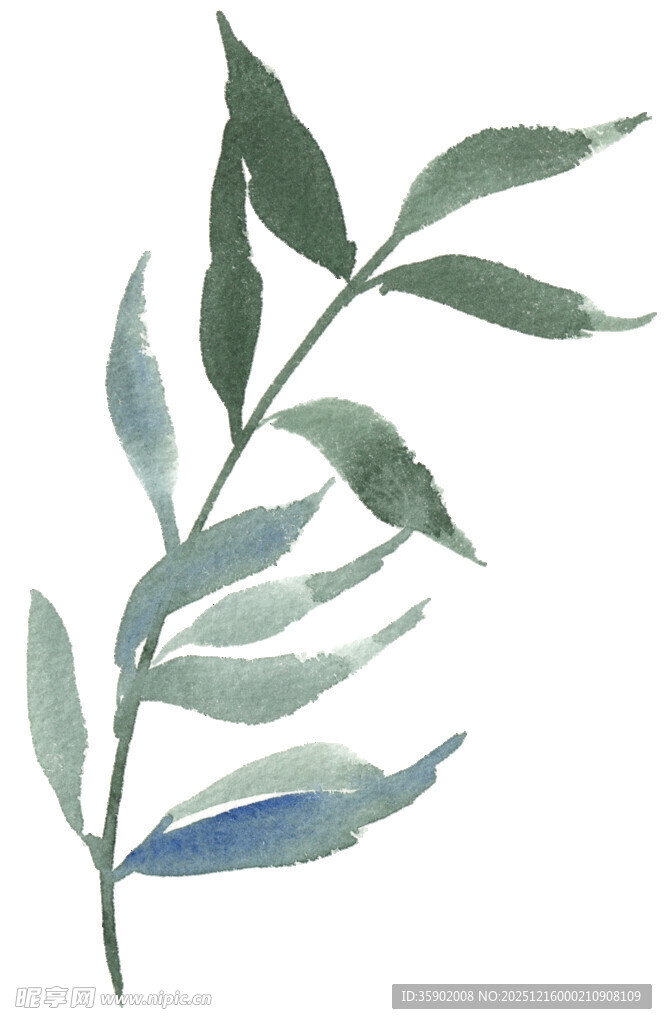 水彩绘绿叶枝