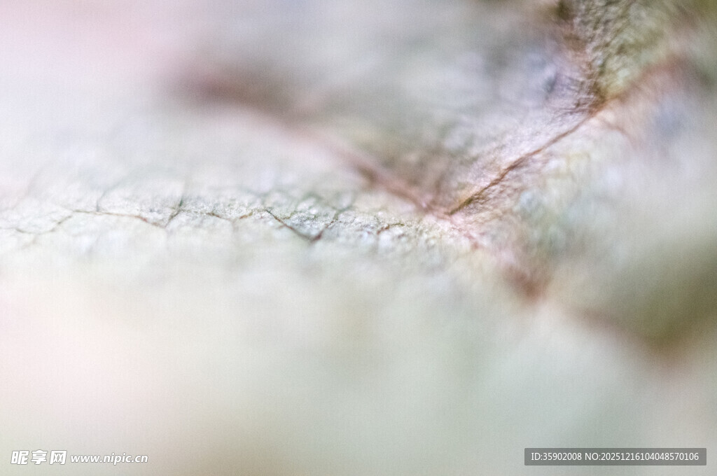 叶片上晶莹的露珠特写