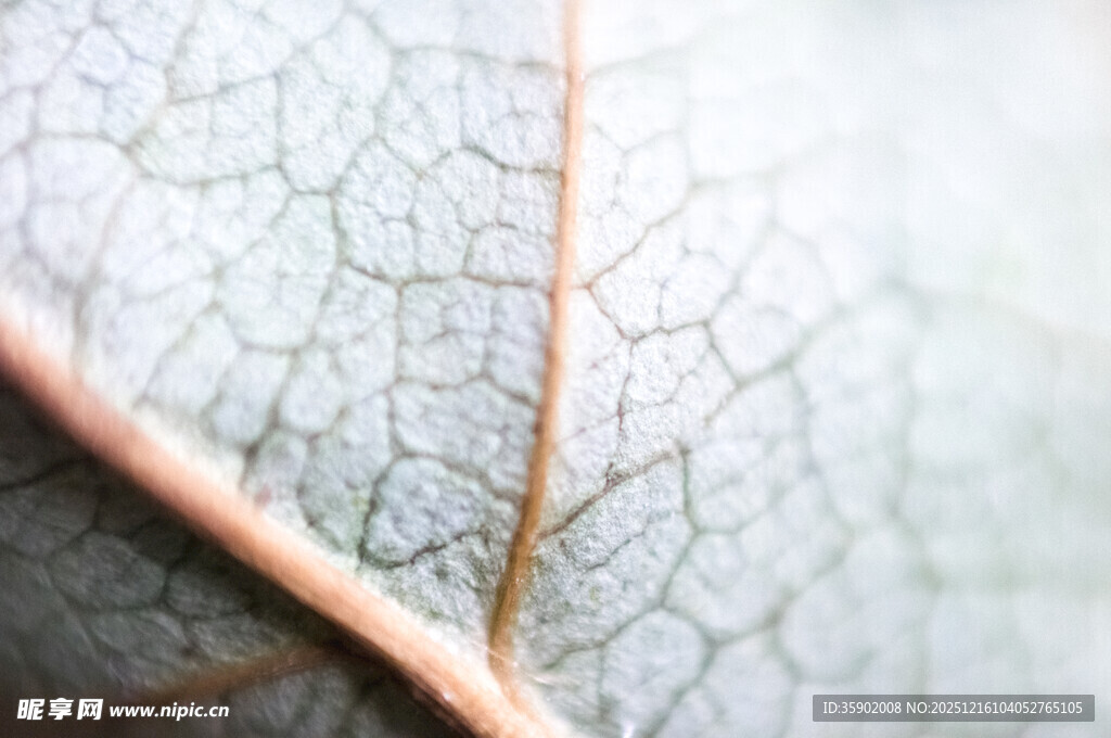 叶脉特写