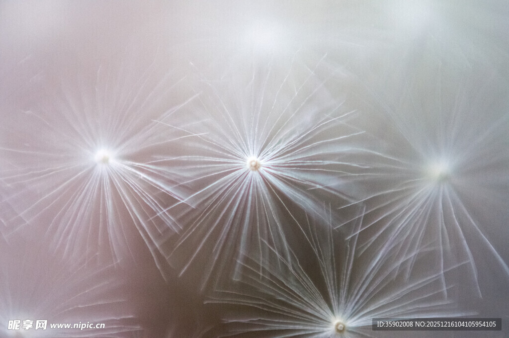 梦幻蒲公英背景图