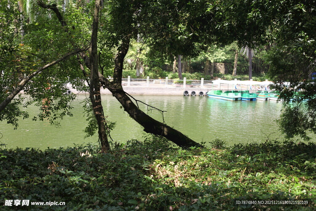 湖畔绿荫景致