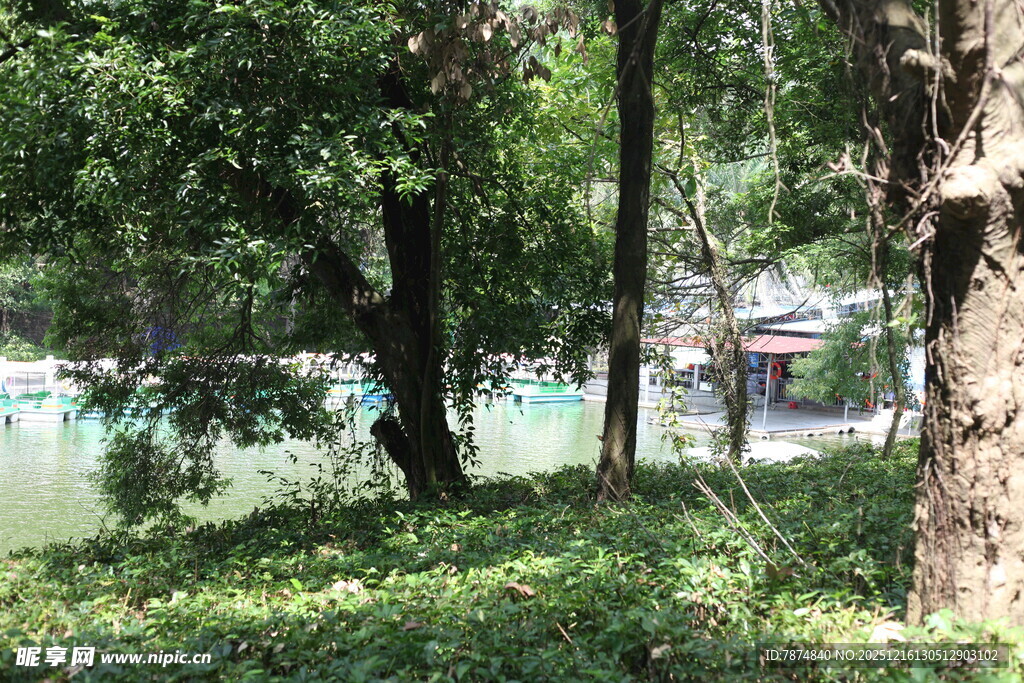 林间湖畔的静谧景致