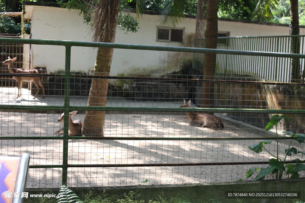 户外围栏内的动物活动区