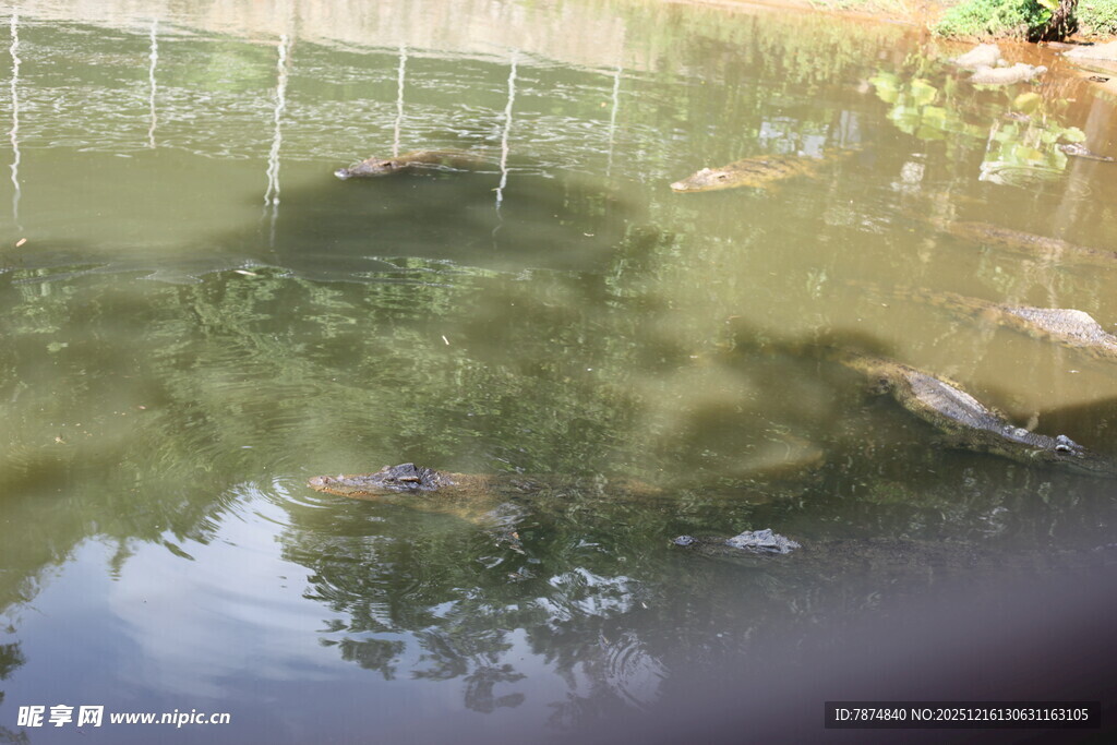 池塘中悠游的多彩鱼儿