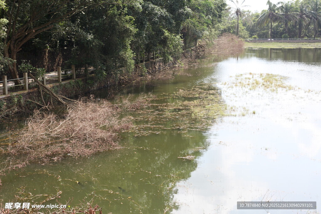 河边绿植环绕的水域景象