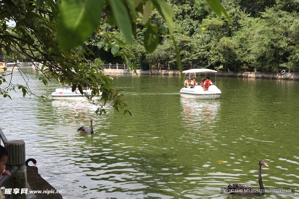 湖畔游船与天鹅嬉戏场景