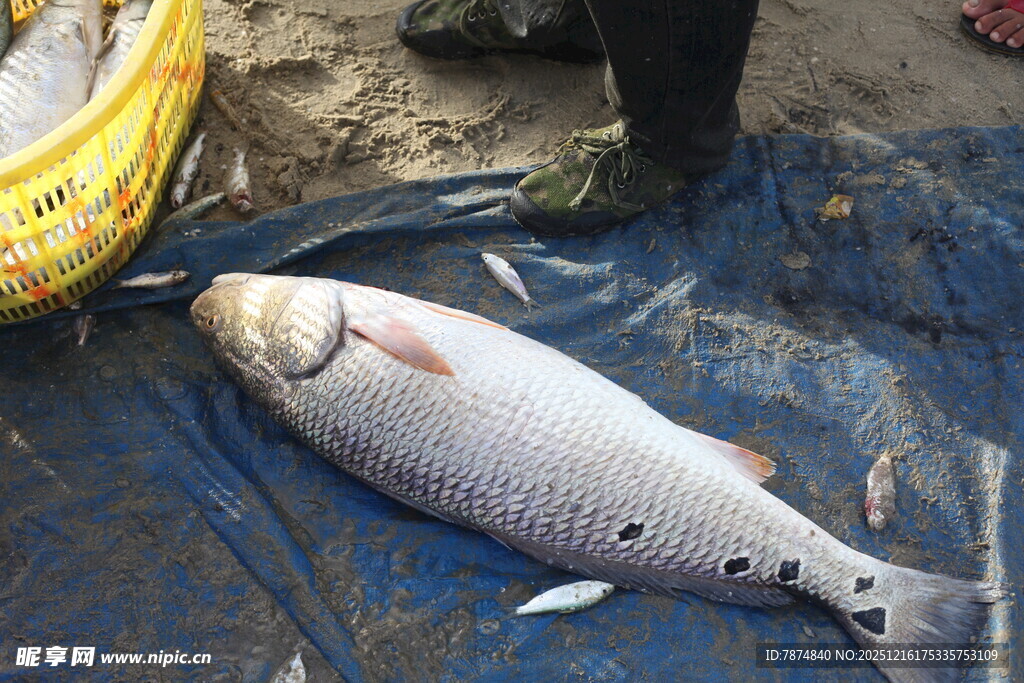 大鱼捕获现场