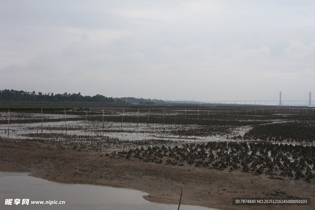 湿地滩涂鸟类栖息景象