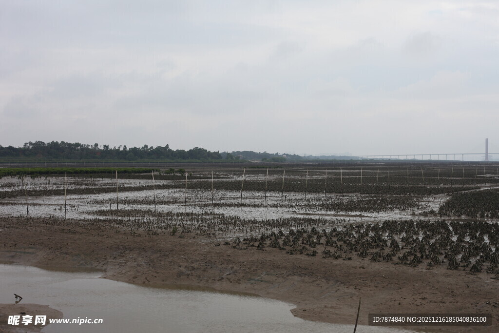 海边滩涂养殖场景