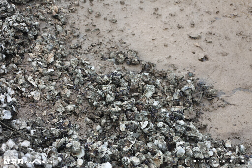 海滩上的密集牡蛎壳