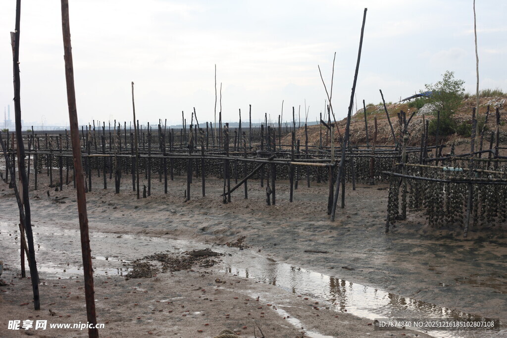 海边木桩养殖场景