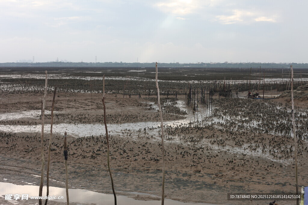 湛江生蚝养殖