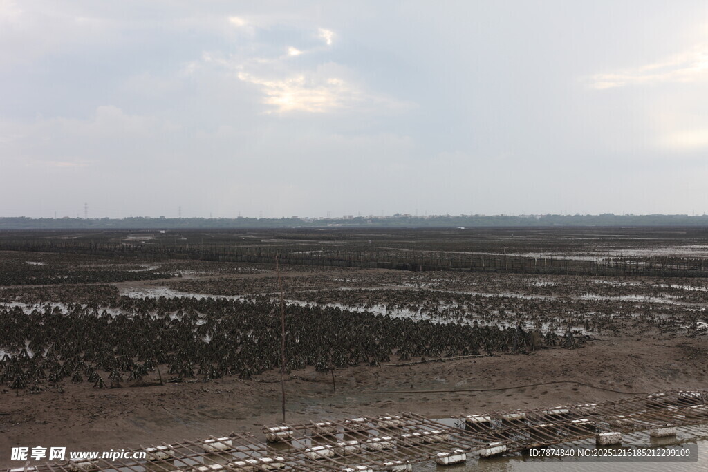 海边滩涂景象