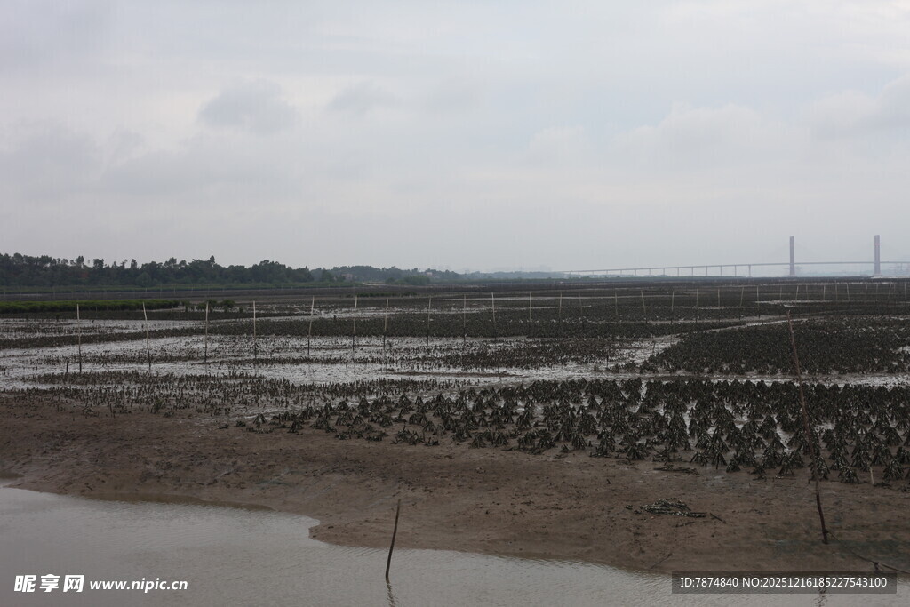 湿地鸟类栖息景观