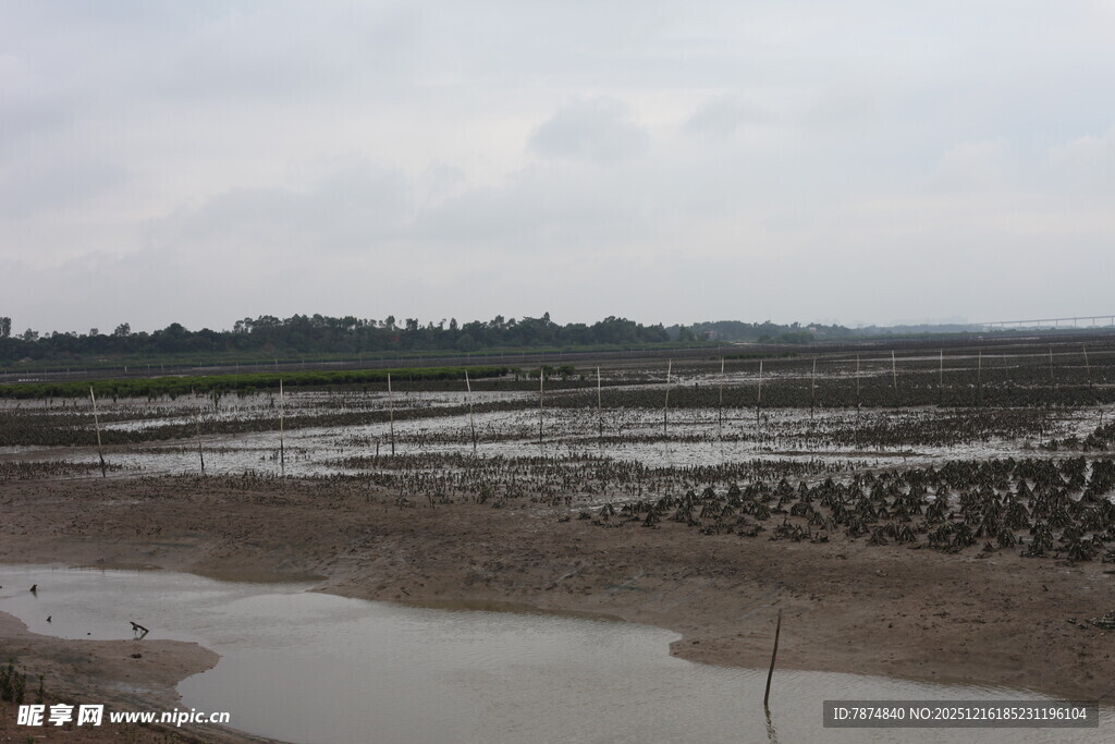 湿地景观 水域与滩涂景象