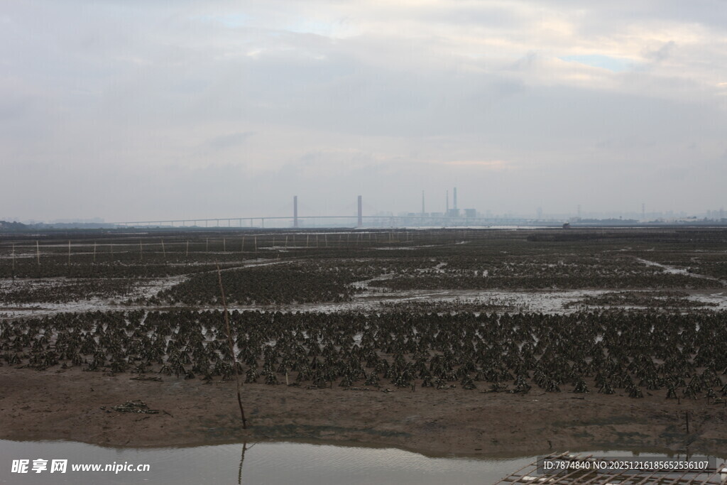 湿地景观 广袤滩涂景象