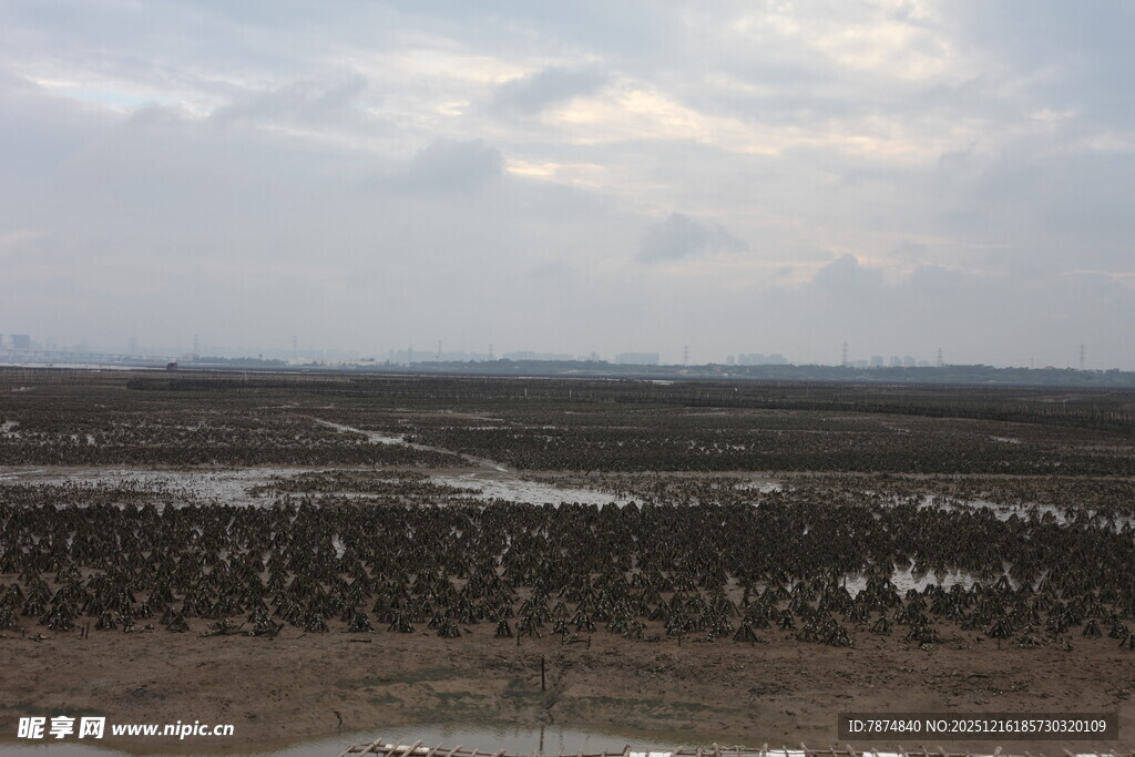 湿地景观 植被与水域交织