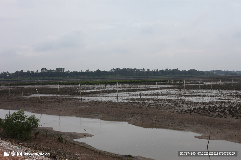 湿地景观 水域与植被交织