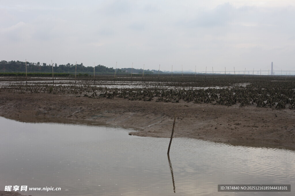 湿地景观 水域与植被并存
