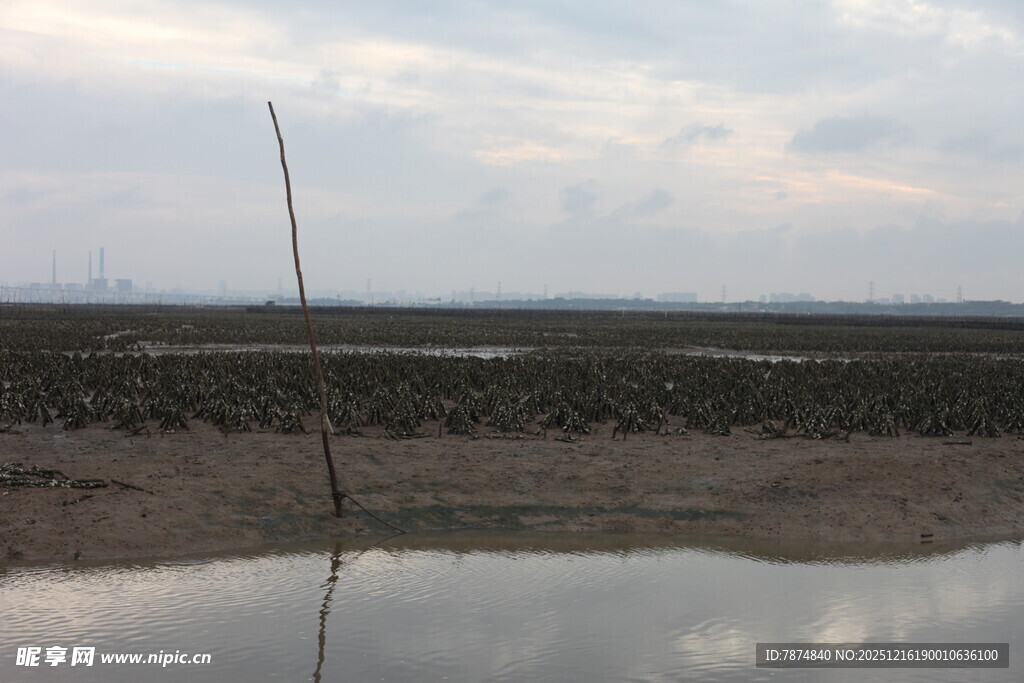 海边滩涂景象