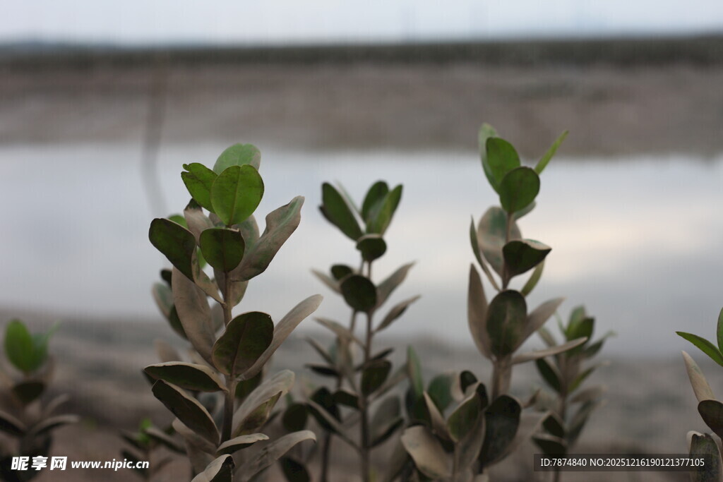水边嫩绿植物特写