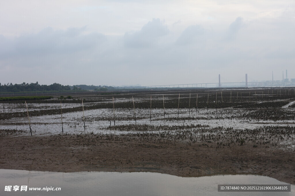 湿地风光 水域与远处景致
