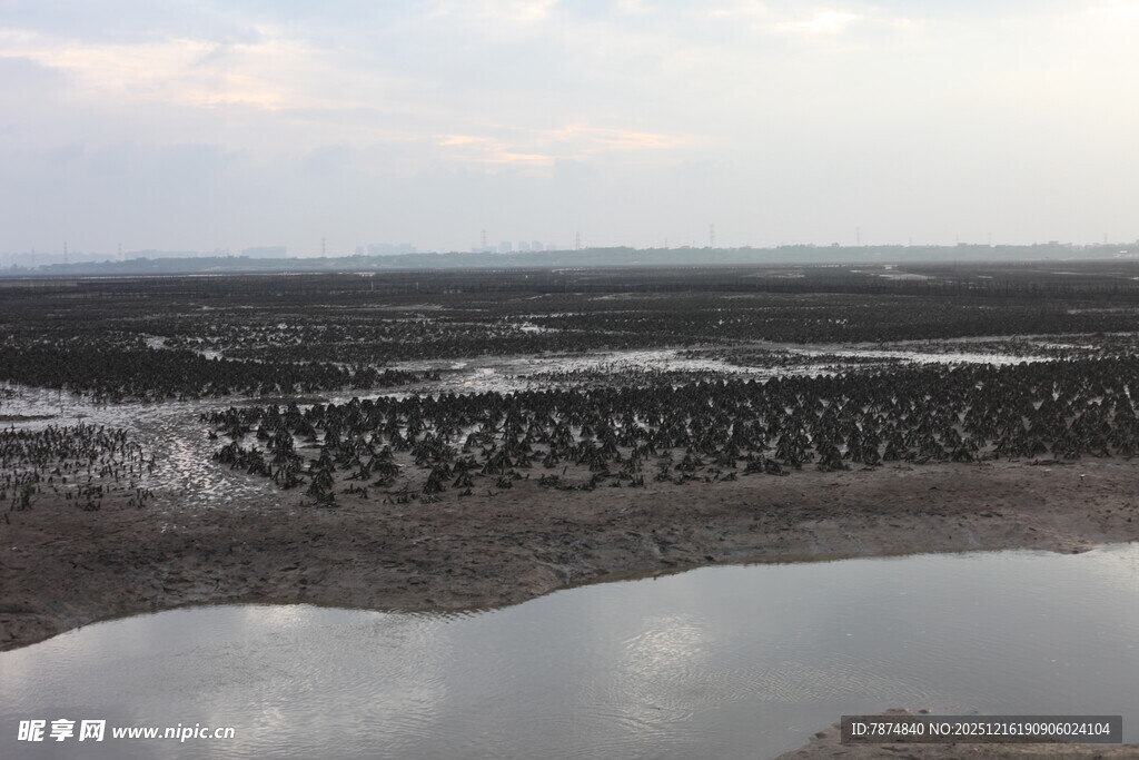 湿地景观 水域与植被并存