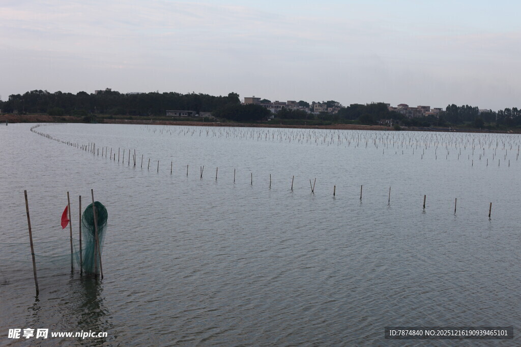 湛江生蚝养殖