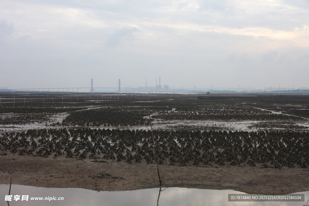 湿地景观 水域与植被交织