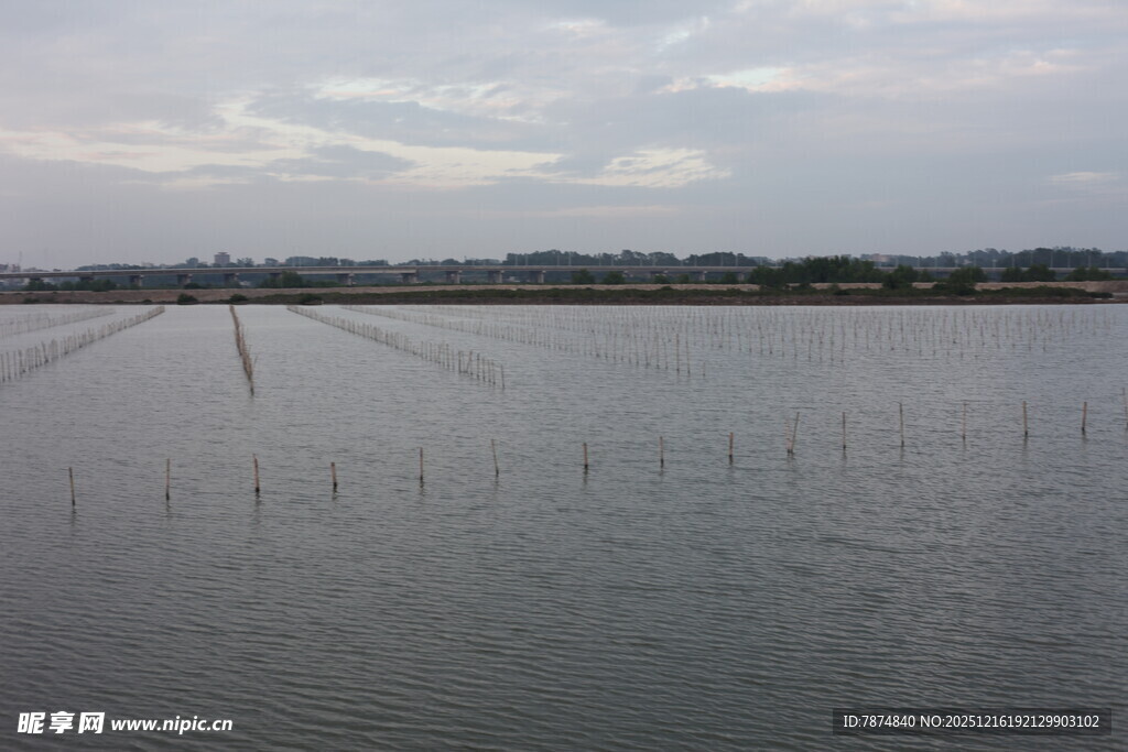 广阔水域中的林立桩杆