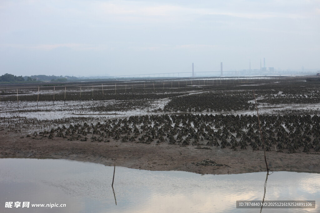 滩涂养殖景象