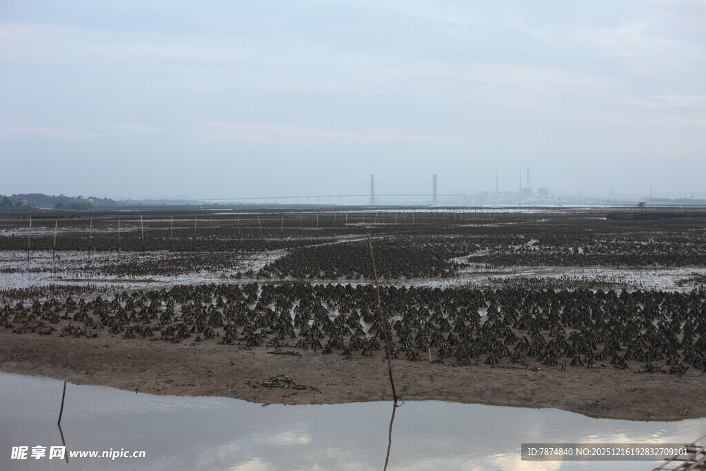湿地景观 鸟类栖息之所