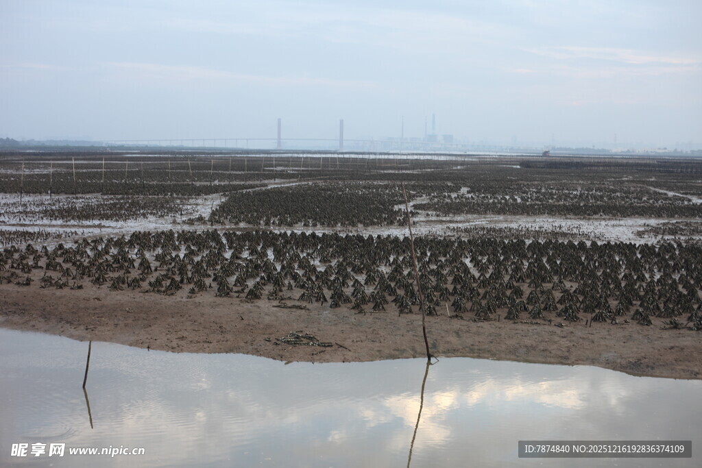 湿地群鸟栖息景观
