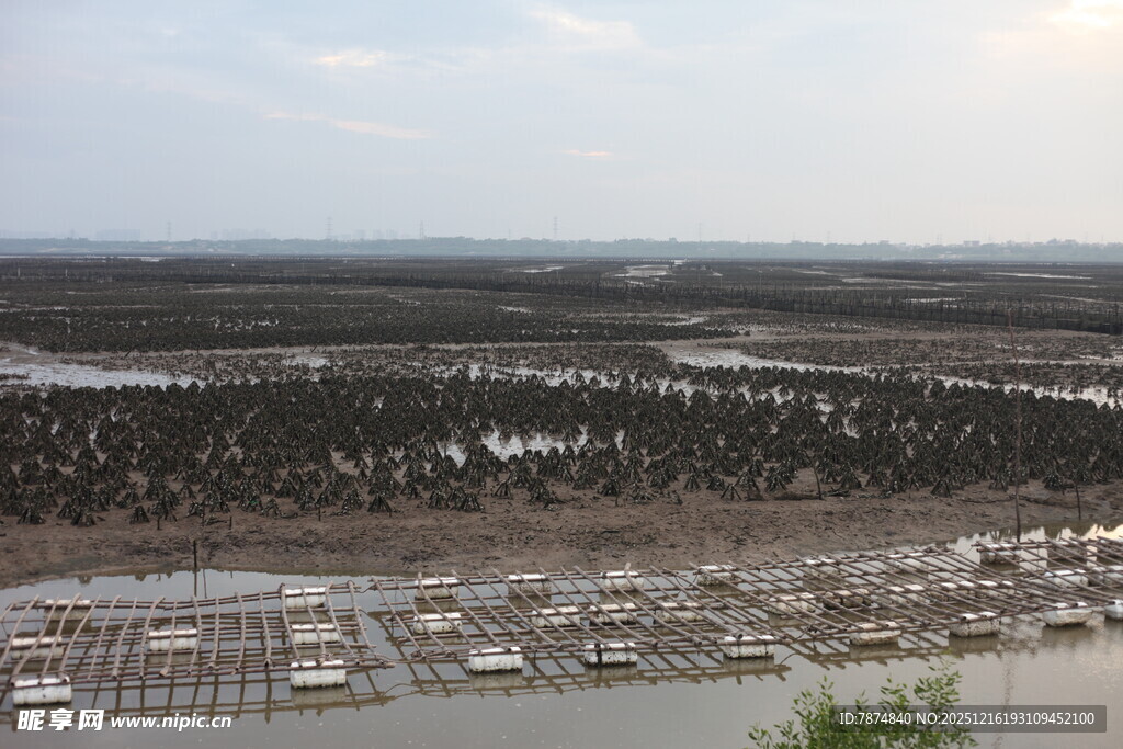 俯瞰河畔椰林与停泊船只