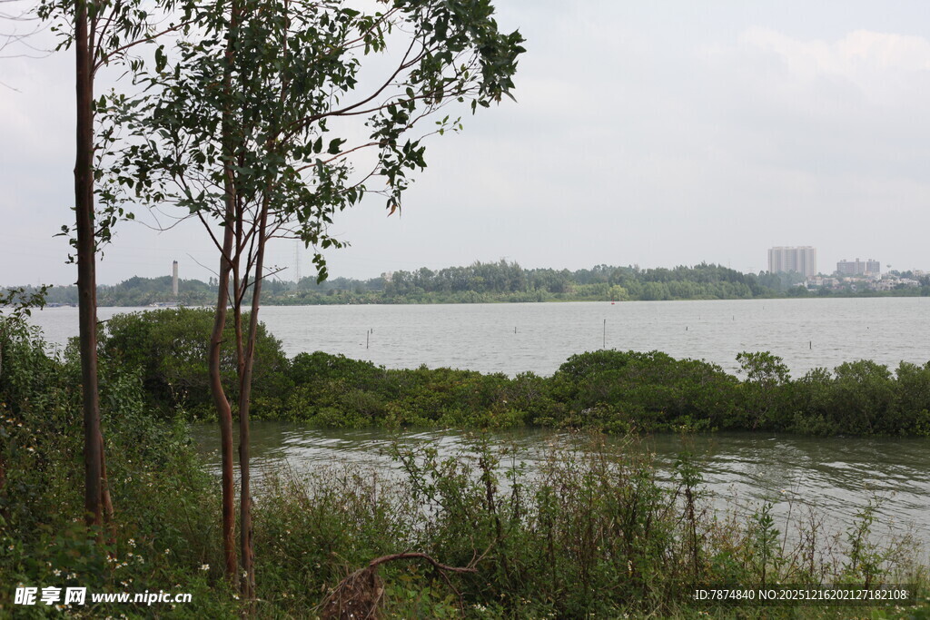湖畔草木景观