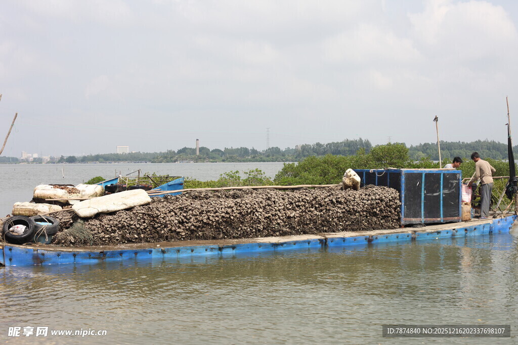 湛江生蚝收获场景