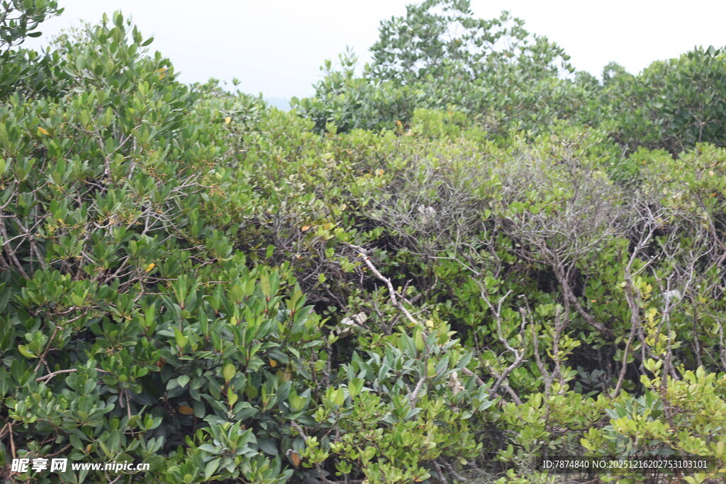 茂密繁茂的绿色灌木丛