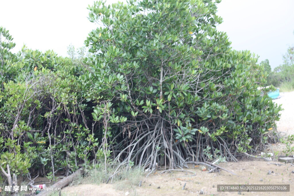岸边茂密的红树林植物