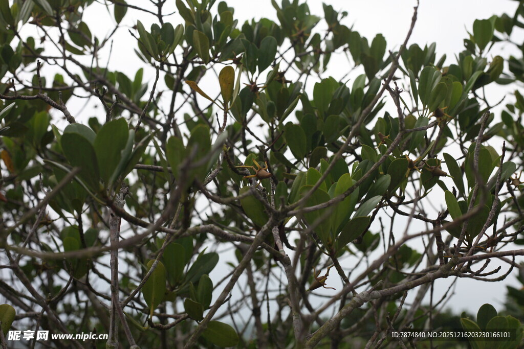 绿叶繁茂的植物
