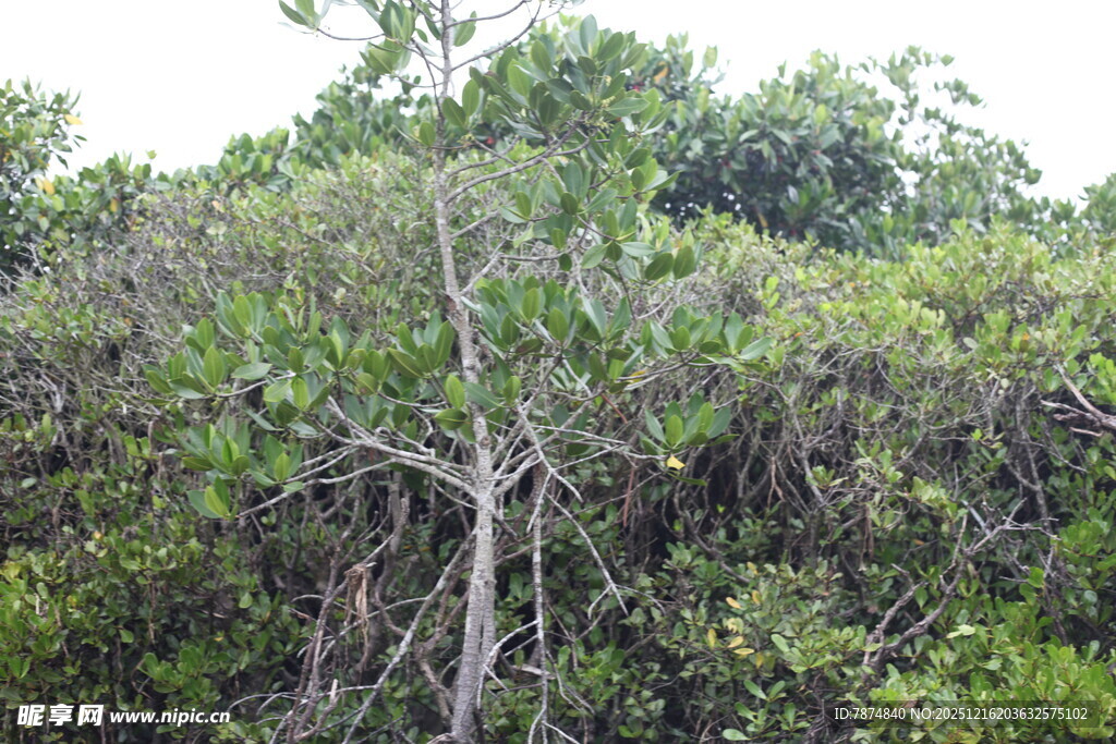 茂密丛林中的繁茂树木