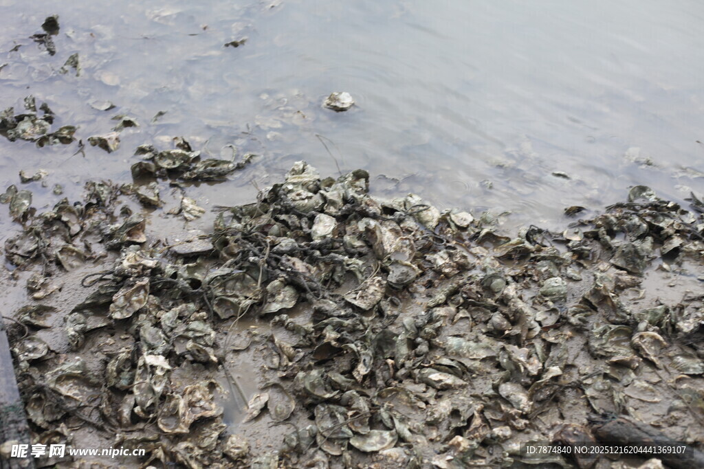 泥泞滩涂景象